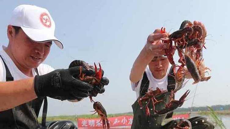 【长江口千万小龙虾成熟:虎背熊腰,身为虾卵就已名虾有主[期待]】上海崇明岛2000多亩稻田
